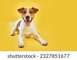 Small photo of Portrait of cute funny dog jack russell terrier. Happy dog lying on bright trendy yellow background. Free space for text.