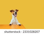 Small photo of Portraite of Happy surprised dog. Top of head of Jack Russell Terrier with paws up peeking over blank golden table Smiling with tongue. Card template or Banner with copy space on yellow background.