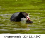 Small photo of Parent coot (Fulica atra) gently coaxing its overly confident chick to go back to the nest. Coot are aggressive birds but also dedicated and caring parents. — Switzerland 2021 — 2021:05:17 15:22:21
