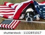 Small photo of Lazy Boston terrier laying on ground wrapped up in American Flag on Independence Day for the 4th of July Celebration. Sweet loving penny dog