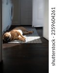 Small photo of French bulldog fast asleep in pocket of light in Utility room