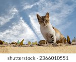 Small photo of The cat possesses beauty without vanity, strength without insolence, courage without ferocity, all the virtues of man without his vices.