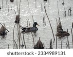 Small photo of Mallard Ducks in a Reedy Pond