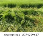 Small photo of Brachiaria Humidicola grass, suitable for cultivation in grazing fields. Resilient to humid conditions and provides good forage for livestock.