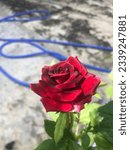 Small photo of Red baccarat rose, red and black, in the middle of the red light on holidays.