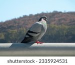 Small photo of Pigeon in Bicentennial Park, Santiago, Chile