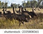 Small photo of Mob of juvenile emus walking through paddock
