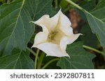 Small photo of Datura stramonium flower, known by by the common name thorn apple