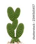 Small photo of Cactus Leaves on White Background - Ceres Grandee floras Extract #cactus #cacti