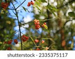 Small photo of Common spindle, also known as European spindle or European spindle, Euonymus europaeus