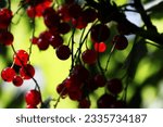 Small photo of Johannesbeeren zur Sommerszeit im heimischen Garten