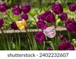 Small photo of deep violet tulips with wayward yellow and mauve color tulips in a sunny spring garden