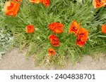 Small photo of glancing down at a clust of orange papaver orientale or poppy flowers with leaves in spring