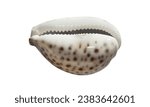 Small photo of Cowrie or cowry shell, Shell of Monetaria moneta. In Ayurveda, Varatika is used as a powder obtained by calcination of cowries.white background