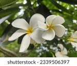 The captivating Frangipani, with its delicate blooms and intoxicating fragrance, a timeless emblem of tropical paradise.