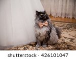 Wedding Cat With A Bow Tie