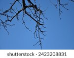 Small photo of hallo winter - trees in winter season