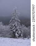 Small photo of Panorama of snowy forest at foggy winter day with tonal perspective .