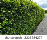 A beautiful green hedge of Portuguese laurel