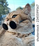 Small photo of British shorthair swagger cat pet kitten cute adorable