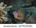 Small photo of Closeup of a Jewel Damsel fish (Stegastes lacrymatus) overall brown color body with tiny bright blue spots, tropical fish underwater