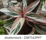 Close up image of Stromanthe Thalia Triostar aka Never never plant
