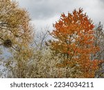 Small photo of Mistletoe on tree in autum