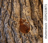 Small photo of Bedbug, Cimex lectularius (Hemiptera: Cimicidae) crawling on bed extreme up closeA Close up of a Bed Bug