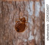 Small photo of Bedbug, Cimex lectularius Hemiptera: Cimicidae crawling on bed extreme up close.The Common Bed Bug, parasite, Czech Republic