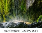Water dripping from a rock surrounded by green moss walls. Beautiful tropical background at the waterfall. Moss texture with blurred background. Weeping rocks. Beauty and energy.