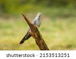 Common Cuckoo   Cuculus Canorus ...