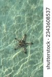 Small photo of Clearer Chocolate Chip Starfish in Port Barton Palawan Philippines