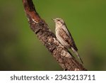 Small photo of Eurasian Wryneck on a branch with green background.