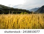 This is an image of a rice field. The rice plants are ready for harvesting. The image was taken in the hilly region of Uttarakhand, India, where step farming is adopted.