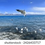Small photo of Gulls or seabirds of the Laridae family in the suborder Lari. Near the dara, the sea. Gray or white in color, often with black markings on the head or wings emits a loud wailing or screeching sound.