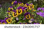 Pansy's within a english garden