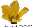 Small photo of Extreme macro image of beautiful yellow flower, Oxalis corniculata, the creeping woodsorrel, also called procumbent yellow-sorrel or sleeping beauty; focus stack image on isolated background