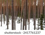Small photo of Winter Pine Forest. Snowy Pine Grove. Breathtaking Winter Pine Scene. Enigmatic Winter Whispers: Pine Grove Secrets. Serenity in Snow: Natural Retreat Among Pines.