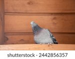 Small photo of Tranquil pigeon. Peaceful pigeon on Distressed Timber Background. Divine Dove on Textured Wood. Majestic Dove Perched on Weathered Boards. Graceful grey Dove. Holy Spirit simbol. Pigeon looks camera.