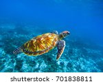 Sea Turtle In Deep Blue...