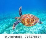 Sea Turtle Swims In Sea Water....