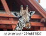 Small photo of Full face photo of the giraffe's head. Wild giraffe animal. The head of the giraffe is full face. Giraffe Photo