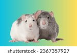 Small photo of Two cute rats, with velvety fur and twitching whiskers, share a moment of curiosity, their tiny paws and beady eyes radiating charm.