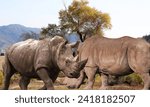 Small photo of Javan Rhino critically endangered animal includes Red List of Threatened Species .The Javan rhinoceros, also known as the Javan rhino, Sunda rhinoceros or lesser one-horned rhinoceros, is a very rare