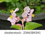 Small photo of Pink Begonia 'Smooch' or Pink flowers on the green leaves background