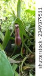 the beauty of nepenthes or called kantong semar, the original Indonesian insect eater