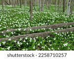 The forest floor yields a carpet of Large-flowered Trillium (Trillium grandiflorum), Door County, Wisconsin