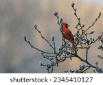 Red Cardinal Bird on a Pussywillow Tree