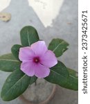 Small photo of Catharanthus rouseus rouse in Garden with colourful background