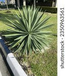 Small photo of Agave fourcroydes (henequen) the lem agave plant thrives in an office park